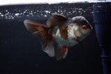 Thai Oranda  Tricolor 4.5 Inch (ID#207T5c-129)