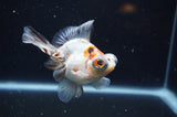 Butterfly  Calico 3.5 Inch (ID#321B8b-40) Free2Day SHIPPING
