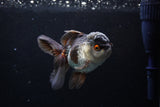 Thai Oranda  Tricolor 4.5 Inch (ID#207T5c-129)