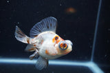 Butterfly  Calico 3.5 Inch (ID#321B8b-40) Free2Day SHIPPING