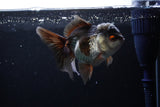 Thai Oranda  Tricolor 4.5 Inch (ID#207T5c-129)