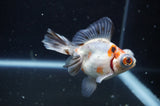 Butterfly  Calico 3.5 Inch (ID#321B8b-40) Free2Day SHIPPING