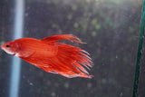 Red    Crowntail Male Betta (ID#801-M330) Free2Day SHIPPING