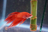 Red    Crowntail Male Betta (ID#801-M330) Free2Day SHIPPING