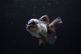 Thai Oranda  Tricolor 4.5 Inch (ID#207T5c-129)