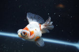 Butterfly  Calico 3.5 Inch (ID#321B8b-40) Free2Day SHIPPING