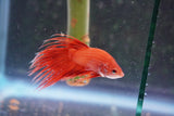 Red    Crowntail Male Betta (ID#801-M330) Free2Day SHIPPING