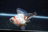Butterfly  Calico 3.5 Inch (ID#321B8b-40) Free2Day SHIPPING