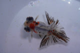 Butterfly  Calico 3.5 Inch (ID#321B8b-40) Free2Day SHIPPING