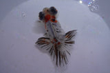 Butterfly  Calico 3.5 Inch (ID#321B8b-40) Free2Day SHIPPING
