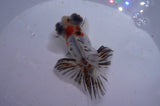 Butterfly  Calico 3.5 Inch (ID#321B8b-40) Free2Day SHIPPING
