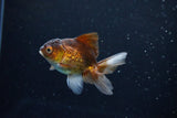 Baby Thai Oranda  Bronze 3 Inch (ID#1122ToPTA-24) Free2Day SHIPPING