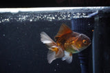 Baby Thai Oranda  Bronze 3 Inch (ID#1122ToPTA-24) Free2Day SHIPPING