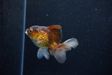 Baby Thai Oranda  Bronze 3 Inch (ID#1122ToPTA-24) Free2Day SHIPPING