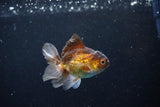 Baby Thai Oranda  Bronze 3 Inch (ID#1122ToPTA-24) Free2Day SHIPPING