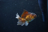 Baby Thai Oranda  Bronze 3 Inch (ID#1122ToPTA-24) Free2Day SHIPPING