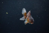 Baby Thai Oranda  Bronze 3 Inch (ID#1122ToPTA-24) Free2Day SHIPPING