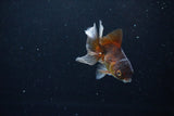 Baby Thai Oranda  Bronze 3 Inch (ID#1122ToPTA-24) Free2Day SHIPPING