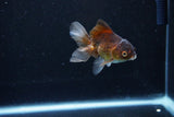 Baby Thai Oranda  Bronze 3 Inch (ID#1122ToPTA-24) Free2Day SHIPPING