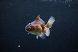 Baby Thai Oranda  Bronze 3 Inch (ID#1122ToPTA-24) Free2Day SHIPPING