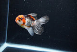 Baby Thai Oranda  Tricolor 3 Inch (ID#1122ToPTA-25) Free2Day SHIPPING