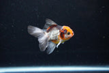 Baby Thai Oranda  Tricolor 3 Inch (ID#1122ToPTA-25) Free2Day SHIPPING