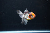 Baby Thai Oranda  Tricolor 3 Inch (ID#1122ToPTA-25) Free2Day SHIPPING