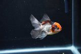 Baby Thai Oranda  Tricolor 3 Inch (ID#1122ToPTA-25) Free2Day SHIPPING