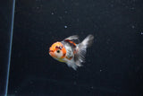 Baby Thai Oranda  Tricolor 3 Inch (ID#1122ToPTA-25) Free2Day SHIPPING