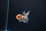 Baby Thai Oranda  Tricolor 3 Inch (ID#1122ToPTA-25) Free2Day SHIPPING