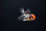 Baby Thai Oranda  Tricolor 3 Inch (ID#1122ToPTA-25) Free2Day SHIPPING