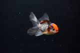 Baby Thai Oranda  Tricolor 3 Inch (ID#1122ToPTA-25) Free2Day SHIPPING