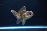 Baby Thai Oranda  Bronze 3.5 Inch (ID#1122ToPTA-26) Free2Day SHIPPING