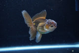 Baby Thai Oranda  Bronze 3.5 Inch (ID#1122ToPTA-26) Free2Day SHIPPING