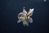 Baby Thai Oranda  Bronze 3.5 Inch (ID#1122ToPTA-26) Free2Day SHIPPING