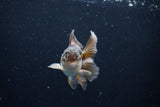 Baby Thai Oranda  Bronze 3.5 Inch (ID#1122ToPTA-26) Free2Day SHIPPING