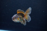 Baby Thai Oranda  Bronze 3.5 Inch (ID#1122ToPTA-26) Free2Day SHIPPING