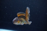 Baby Thai Oranda  Bronze 3.5 Inch (ID#1122ToPTA-26) Free2Day SHIPPING