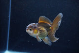 Baby Thai Oranda  Bronze 3.5 Inch (ID#1122ToPTA-26) Free2Day SHIPPING