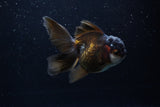 Thai Oranda  Panda 4.5 Inch (ID#211T5c-125)