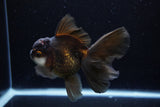 Thai Oranda  Panda 4.5 Inch (ID#211T5c-125)