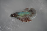 Dumbo Multicolor   Halfmoon Female Betta (ID#801-F307) Free2Day SHIPPING