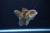 Baby Thai Oranda  Bronze 3.5 Inch (ID#1122ToPTA-26) Free2Day SHIPPING