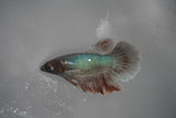 Dumbo Multicolor   Halfmoon Female Betta (ID#801-F307) Free2Day SHIPPING