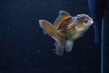 Baby Thai Oranda  Bronze 3.5 Inch (ID#1122ToPTA-26) Free2Day SHIPPING