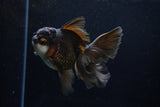 Thai Oranda  Panda 4.5 Inch (ID#211T5c-125)