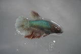 Dumbo Multicolor   Halfmoon Female Betta (ID#801-F307) Free2Day SHIPPING