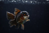 Thai Oranda  Panda 4.5 Inch (ID#211T5c-125)