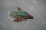 Dumbo Multicolor   Halfmoon Female Betta (ID#801-F307) Free2Day SHIPPING