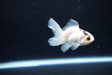 Baby Thai Oranda  Panda 2.5 Inch (ID#1122ToPTA-27) Free2Day SHIPPING